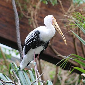 Painted Stork