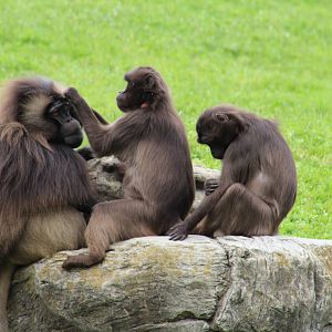 Gelada Troop