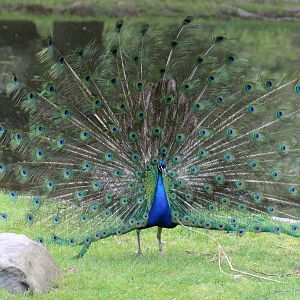 Indian Peafowl Displaying