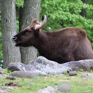 Indian Gaur