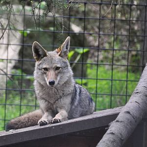 Coyote