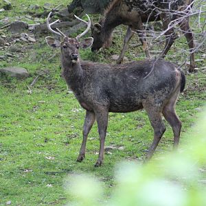 Indian Sambar Deer