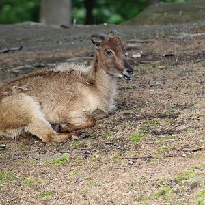 Himalayan Tahr