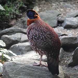 Temminck's Targopan