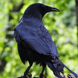 Northwestern Crow