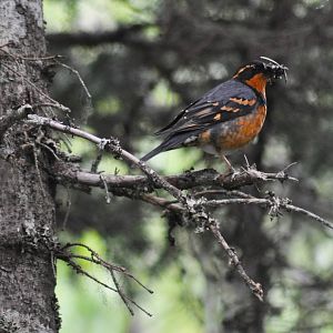 Varied Thrush - Alaska