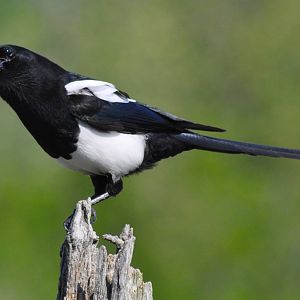 Black-billed Magpie - Alaska