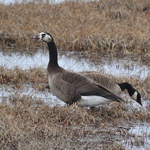 Cackling - White-fronted Goose Hybrid and Cackling Goose - Alaska