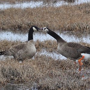Cackling/Greater White-fronted Goose Hybrid - Alaska
