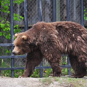 Brown Bear