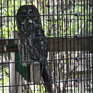 Great Grey Owl
