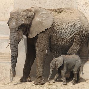 African elephant born on 26/04/2016
