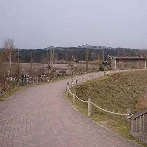 Greater flamingo aviary