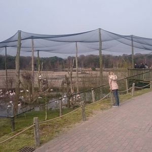Greater flamingo aviary