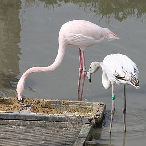 Greater flamingos