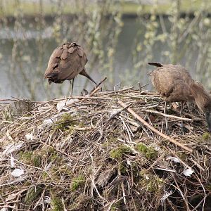 Hammerheads at the nest