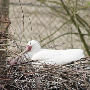 Incubating African spoonbill