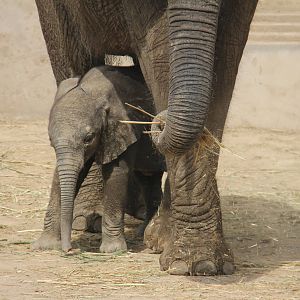 African elephant born on 26/04/2016