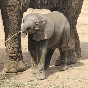 African elephant born on 26/04/2016