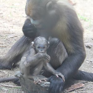 Gray snub-nosed monkey born on 23/04/2016