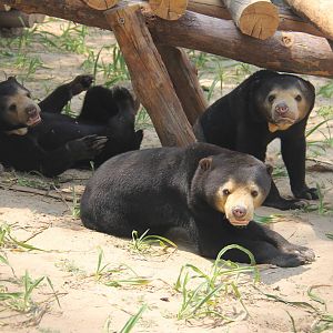 Sun bear