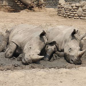 White rhinoceros