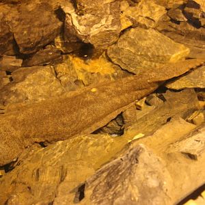 Giant salamander