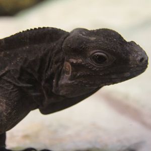 Rhinoceros iguana