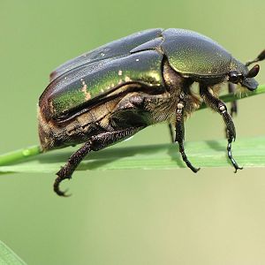 Cetonia aurata