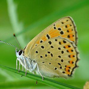 Lycaena tityrus