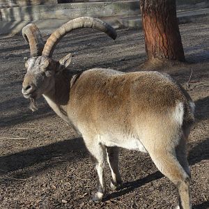 Zoo Aquarium Madrid Christmas 2015