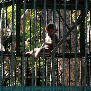 Baby baboon, February 2016