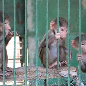 Baby baboons, February 2016
