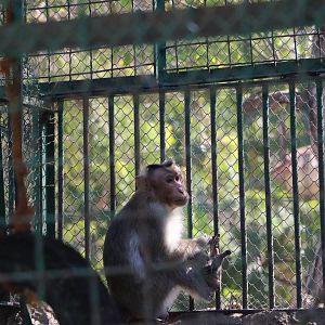 Bonnet macaque, February 2016