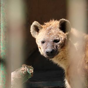 Spotted hyena, February 2016