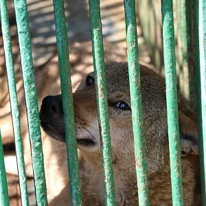 Egyptian wolf, February 2016