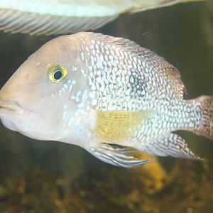 Pearl cichlid