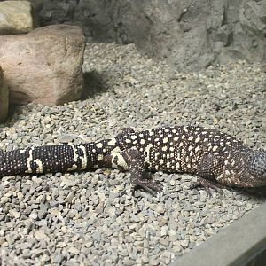 Mexican beaded lizard
