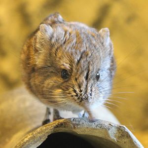 Round-eared elephant shrew