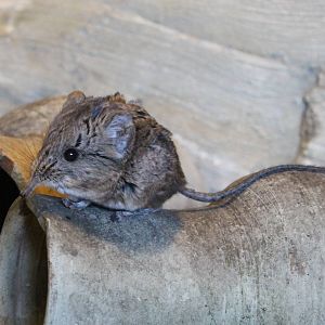 Round-eared elephant shrew