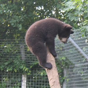 Young Black bear