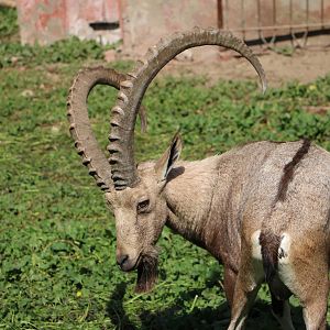 Nubian ibex, February 2016