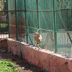 Nubian ibex, February 2016