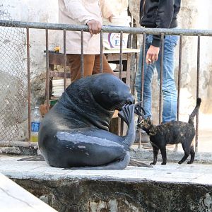 Sealion scratching, February 2016