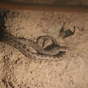 Coin-marked snakes, February 2016