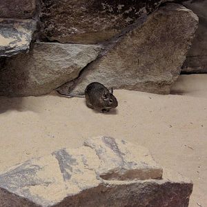 Small Mammal House - Degu