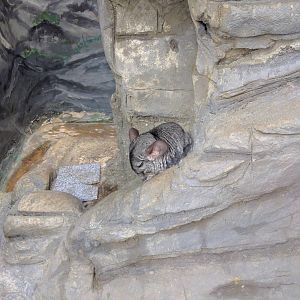 Small Mammal House - Chinchilla