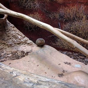 Small Mammal House - Dwarf Mongoose