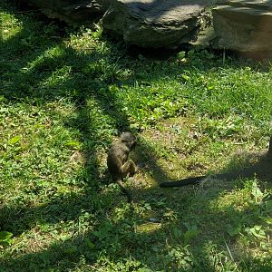 Think Tank - Allens Swamp Monkey - Zawadi