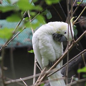 Yellow-Crested Cockatoo